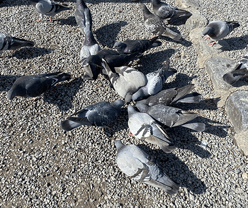 京都を拠点にどこへでも！鳥害対策なら i-style（アイスタイル）